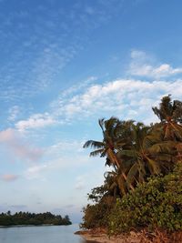 Low angle view of coconut palm trees against blue sky