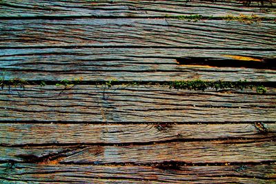 Full frame shot of tree trunk