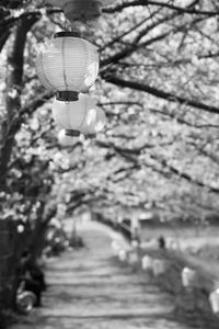 Low angle view of lanterns hanging on footpath