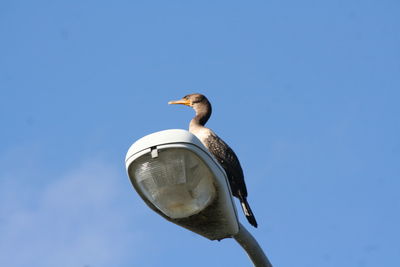 Low angle view of bird perching against clear sky