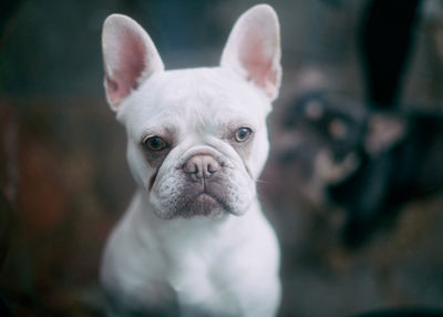Cute french bulldog puppy dog eyes