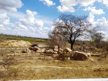 Sheep on field against sky