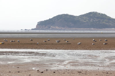 Seagull perching at beach against mountain