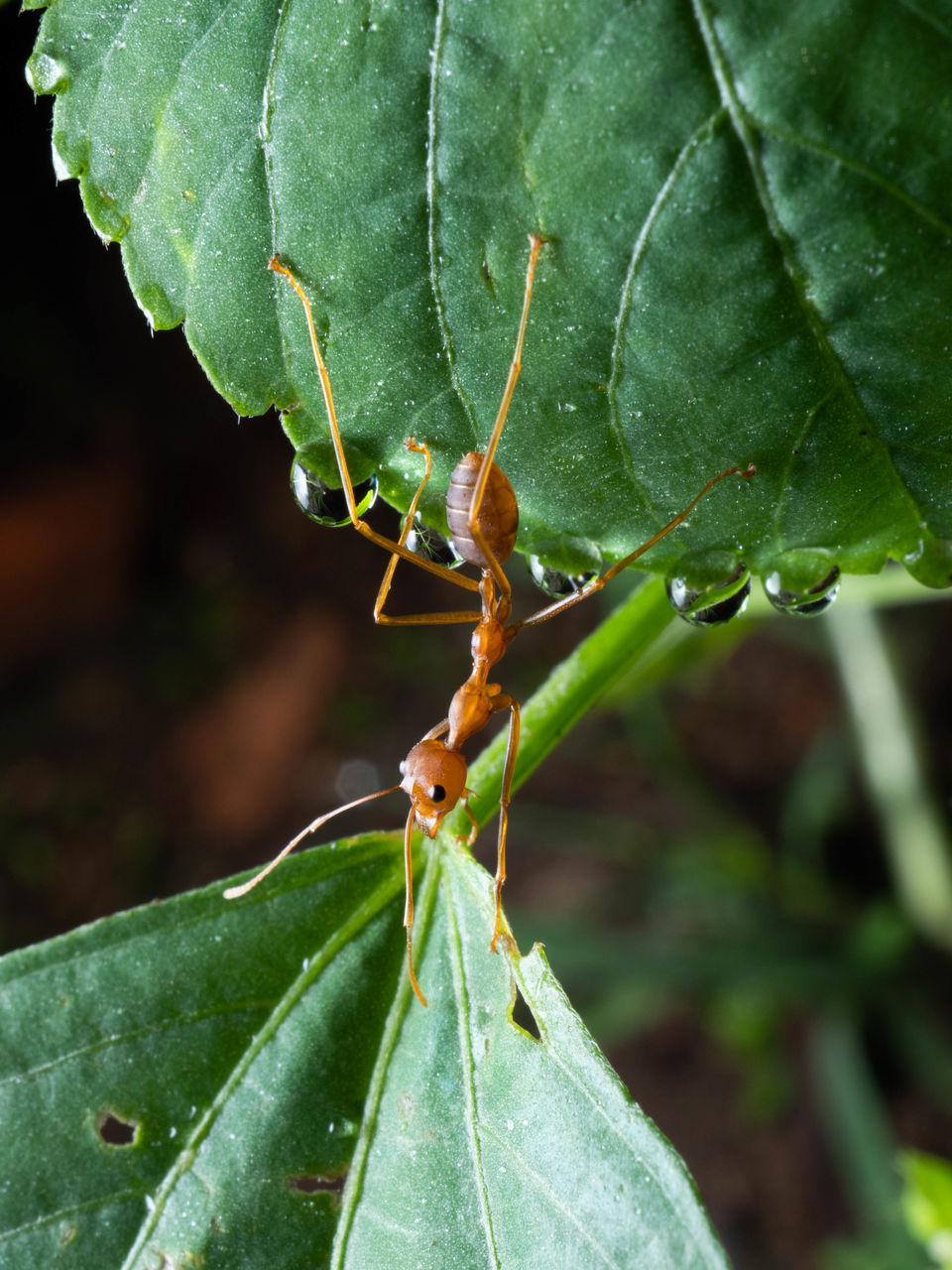 CLOSE-UP OF INSECT