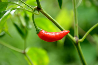 Close-up of red chili peppers on plant