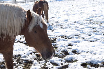 Horse standing on snow field