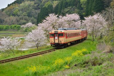 Train on railroad track against trees