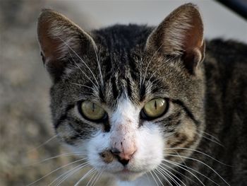 Close-up portrait of cat