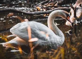 Close-up of swan swimming in lake