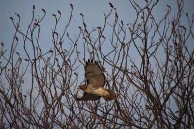 Low angle view of eagle perching on bare tree against sky