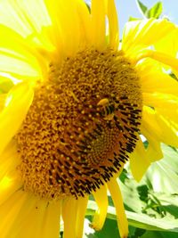Close-up of sunflower
