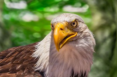 Close-up of eagle against blurred background