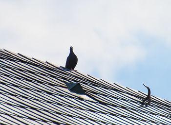 Low angle view of bird perching on against sky