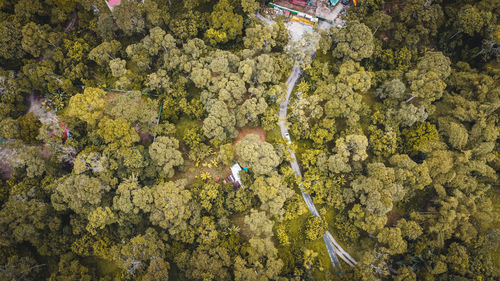 High angle view of flowering plants by sea