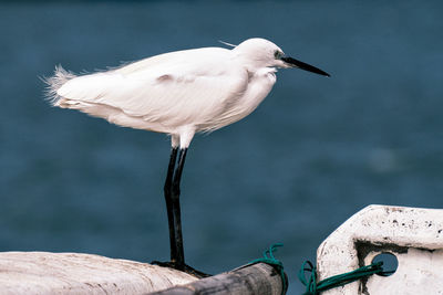 Close-up of bird