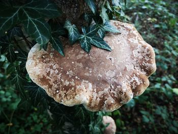 Close-up of mushroom growing outdoors