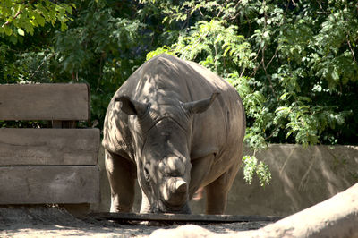 Elephant in a zoo