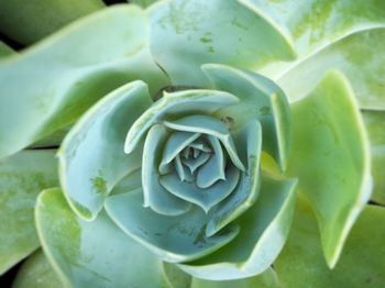 Close-up of succulent plant