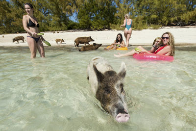 Female friends with pigs at beach on sunny day