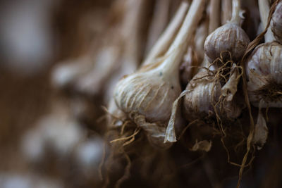 Close-up of dried plant