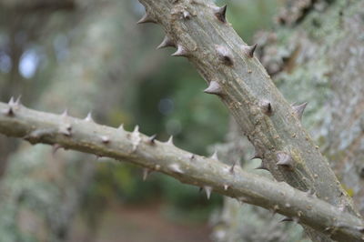 Close-up of branches on branch