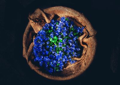 High angle view of purple flower on blue table