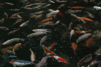 View of koi carps swimming in pond