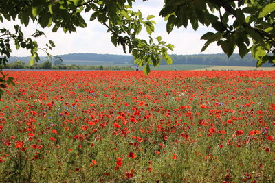 Red poppy flowers growing on field