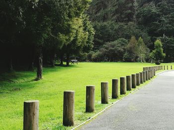 Trees in cemetery