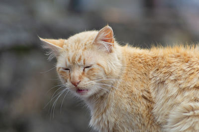 Close-up of a cat