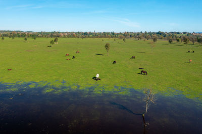 Aerial view of the flooded pasture with horses, lonjsko polje, croatia