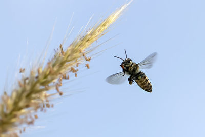 Insect buzzing by plant against clear sky