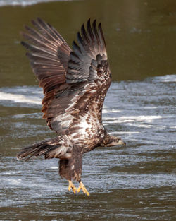 Close-up of bird