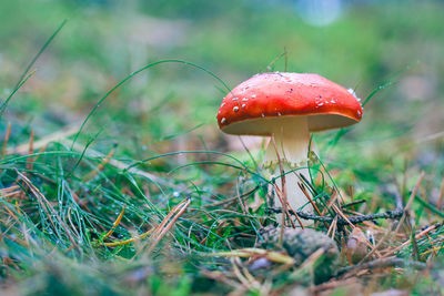fungus