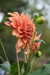 Close-up of red flowering plant