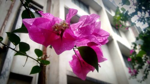 Close-up of pink flowers blooming outdoors