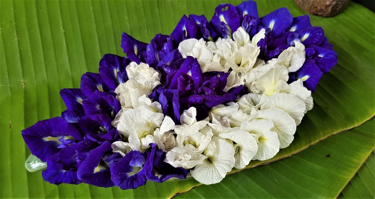 CLOSE-UP OF PURPLE BLUE FLOWER