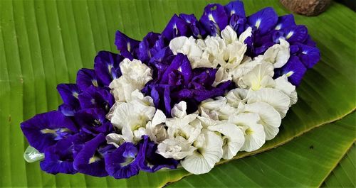 Close-up of purple flowering plant