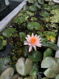 High angle view of lotus water lily in lake