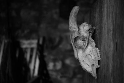 Close-up of animal skull