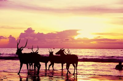 Silhouette horses on sea shore against sky during sunset