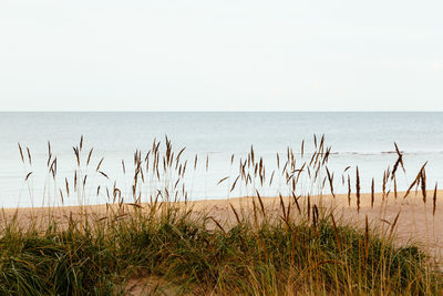 Scenic view of sea against clear sky