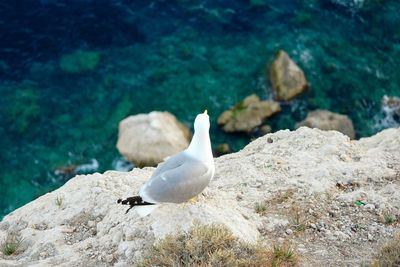 Seagull on rock