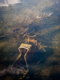 High angel view of wood in pond