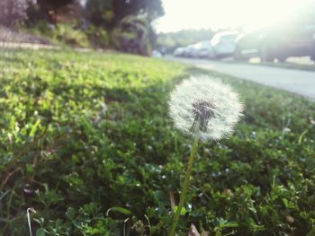 Close-up of dandelion on field