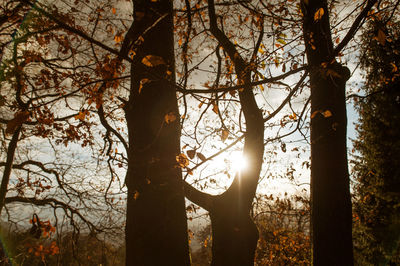 Bare trees at sunset