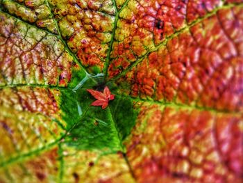 Close-up of red maple leaf