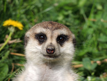 Close-up portrait of meerkat