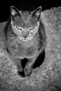 Close-up portrait of cat