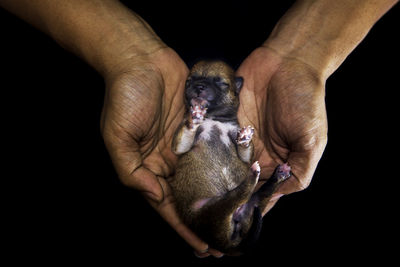 Close-up of a newborn shiba inu puppy.  dog on hands forming a heart shape. 